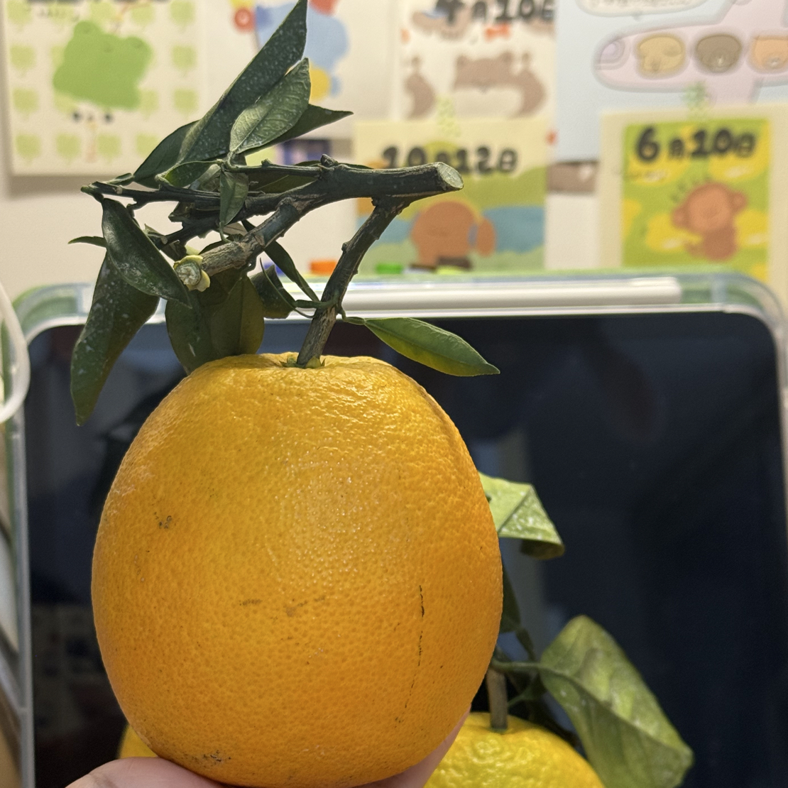 ［赣南脐橙］正宗江西赣南农家脐橙 现采现发