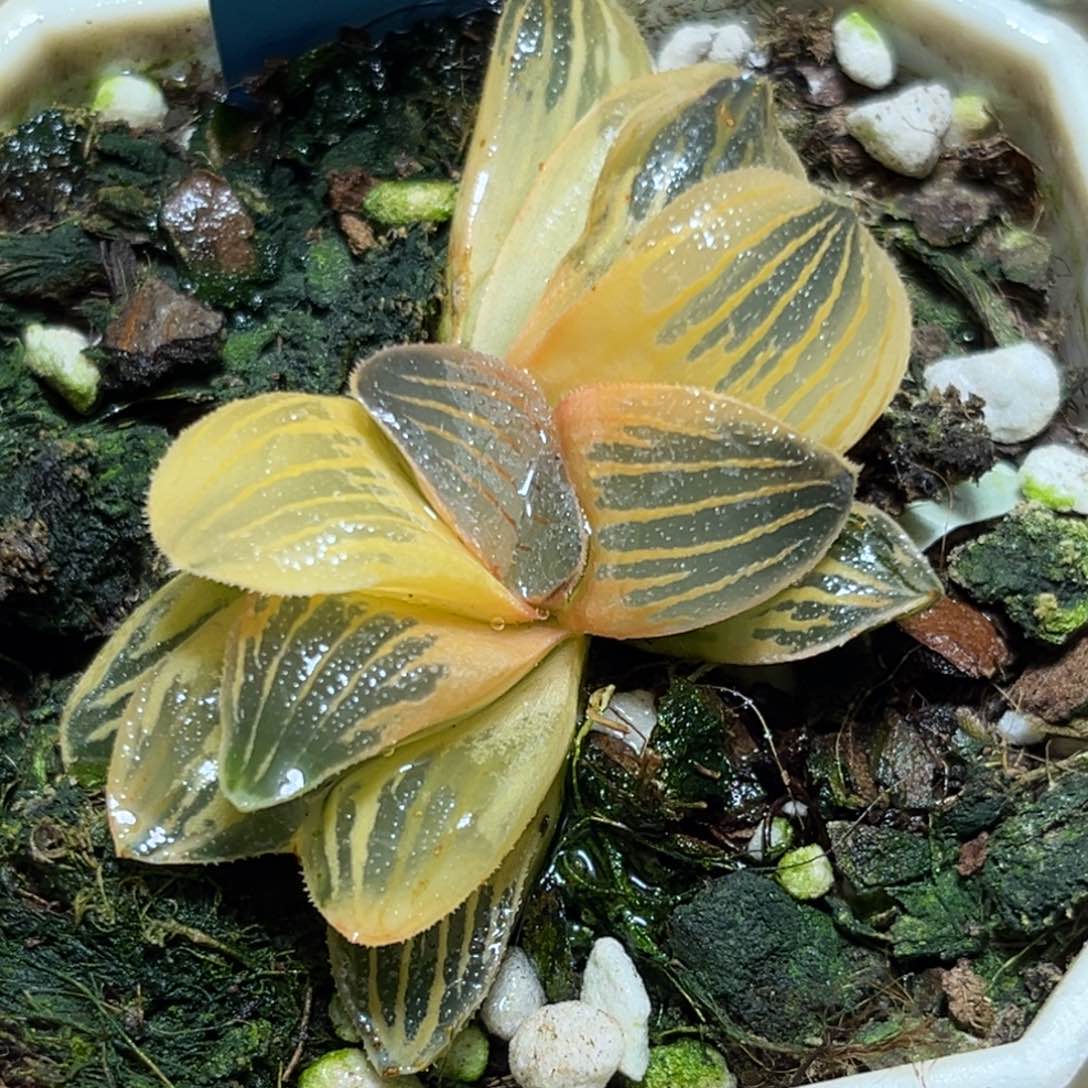 恭喜发财大吉大利0417