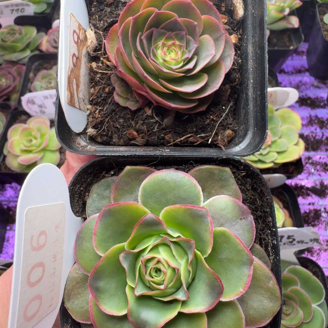 行***水楹楹-6蒂娜-189-璀璨 冠幅  3.5-5.5cm