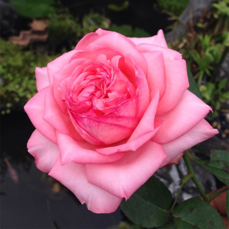 奈斯园艺 伊芙新娘 鲑鱼粉色直立大花浓香丰花勤花盆栽月季花