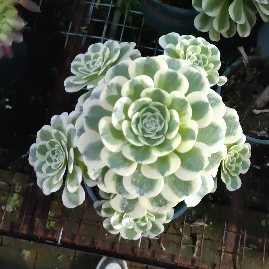 多肉法师锦迈巴赫法师