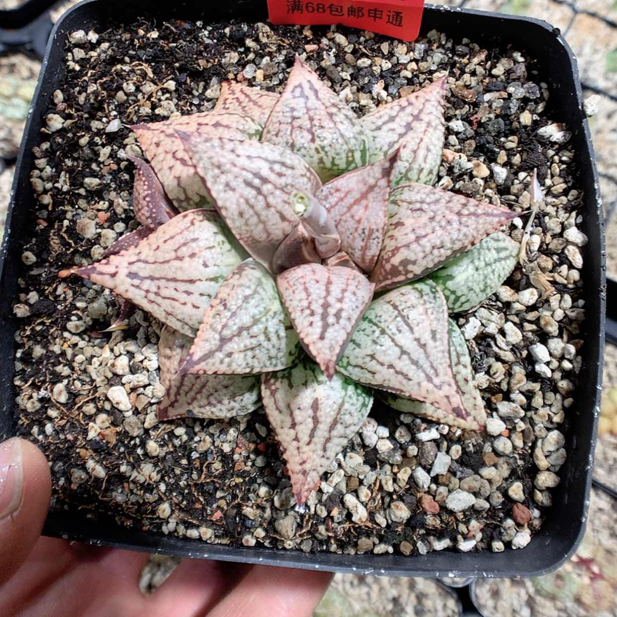 【闪购商品】2-13-21 寿1颗 100