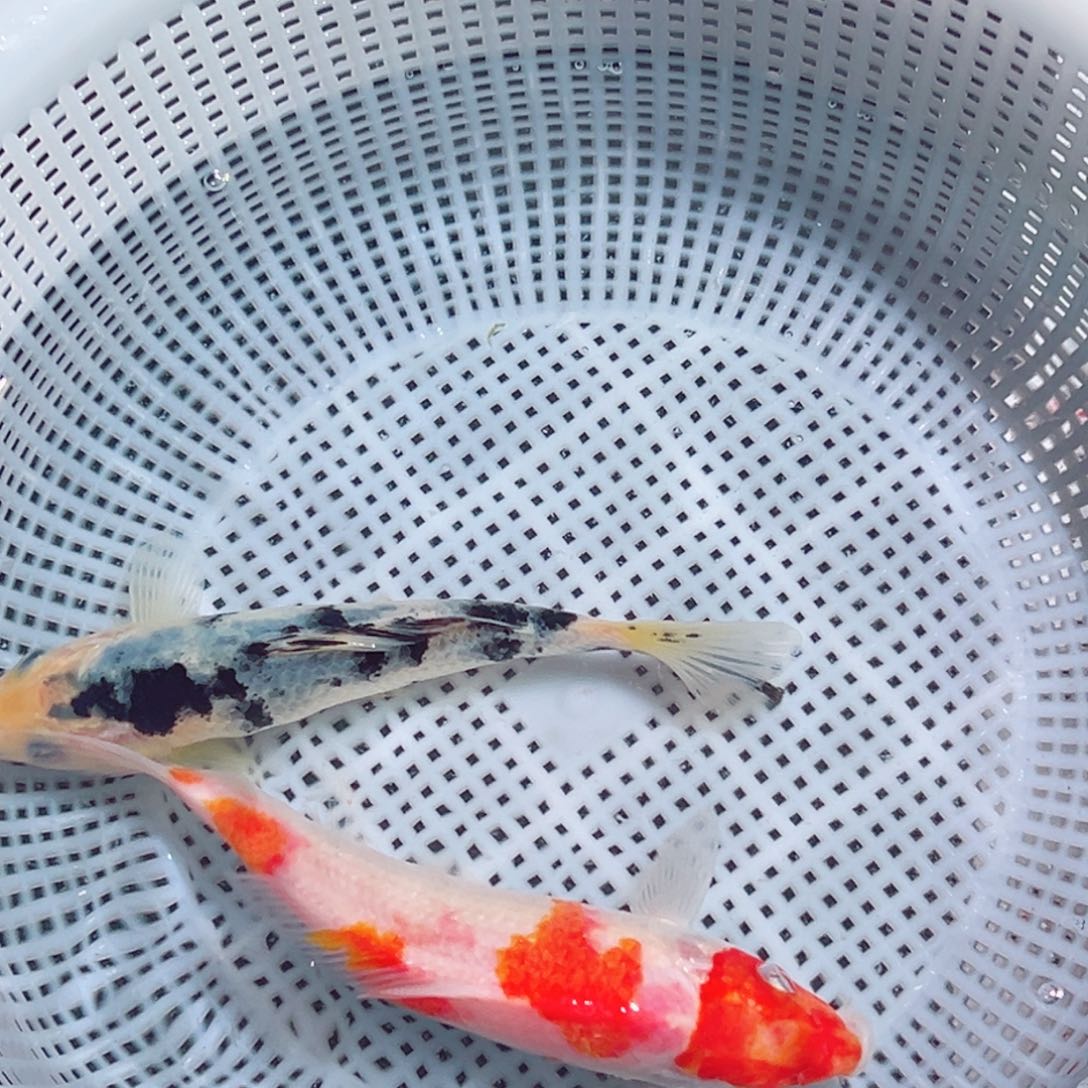 锦鲤锦鲤观赏鱼1111