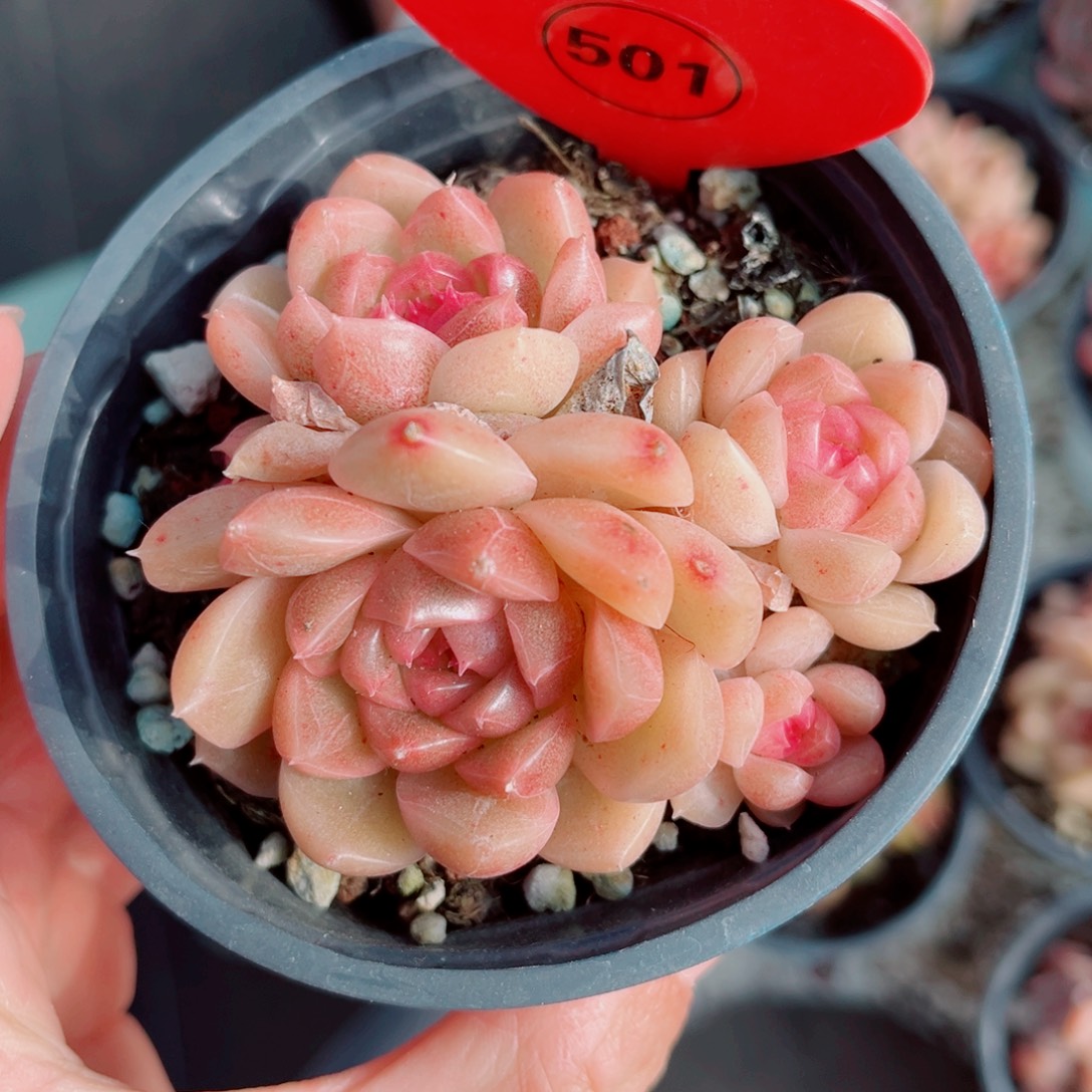 501号小老桩珍妮群