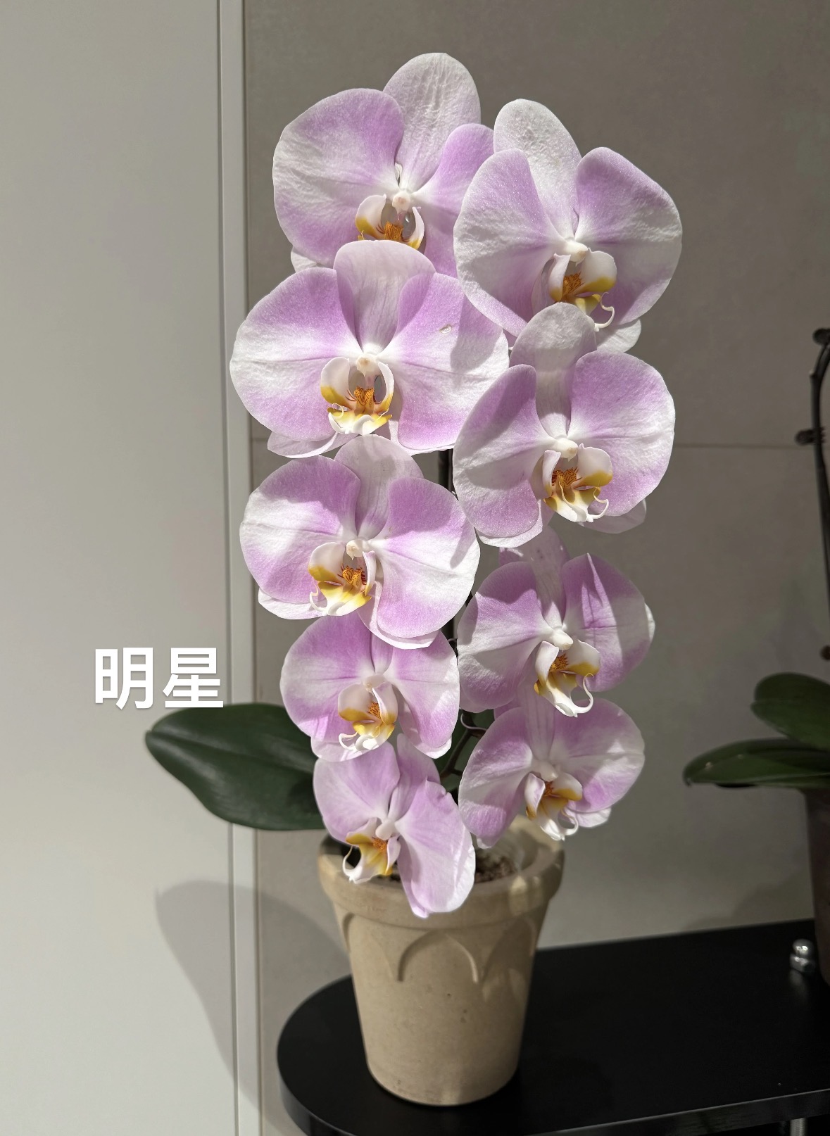 蝴蝶兰明星3.0寸苗