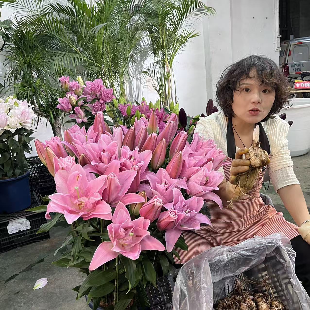 《粉霞》1颗重瓣香水百合阳台庭院粉色春季趣味盆栽耐