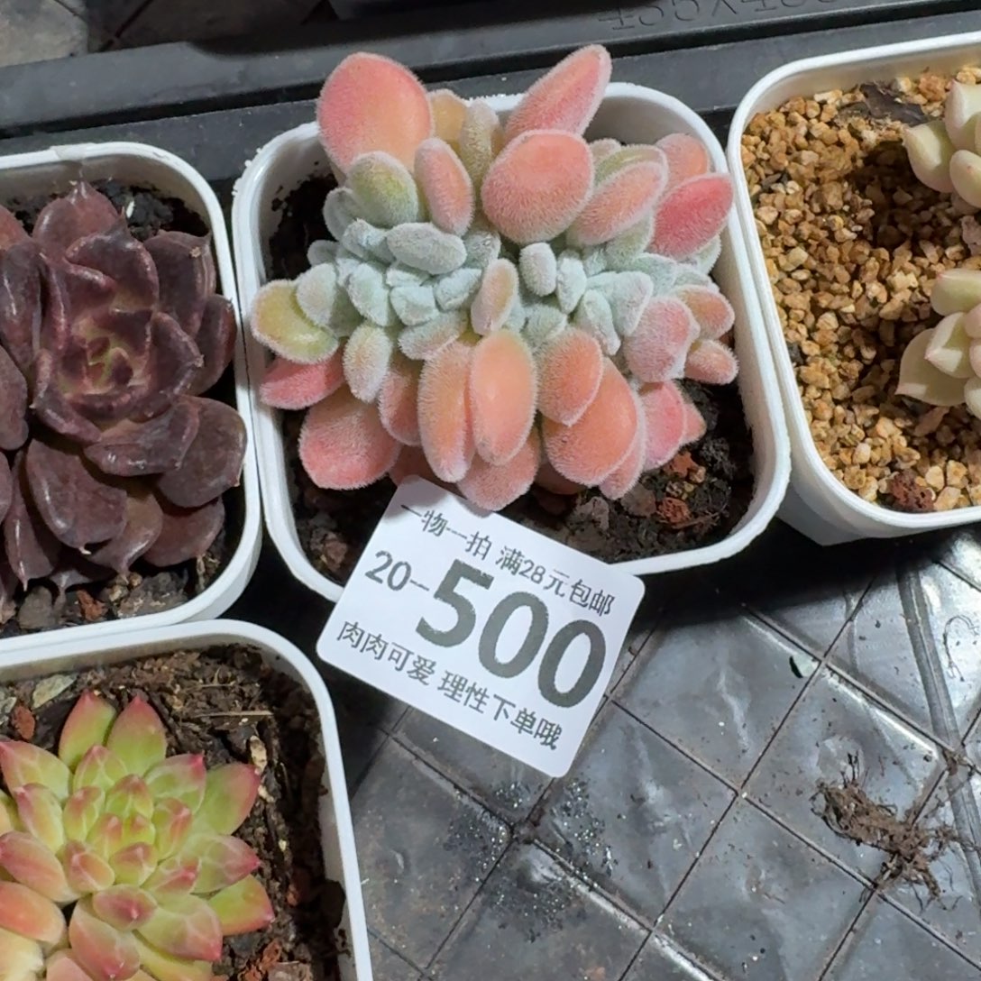 雪晃星缀化无盆土发货