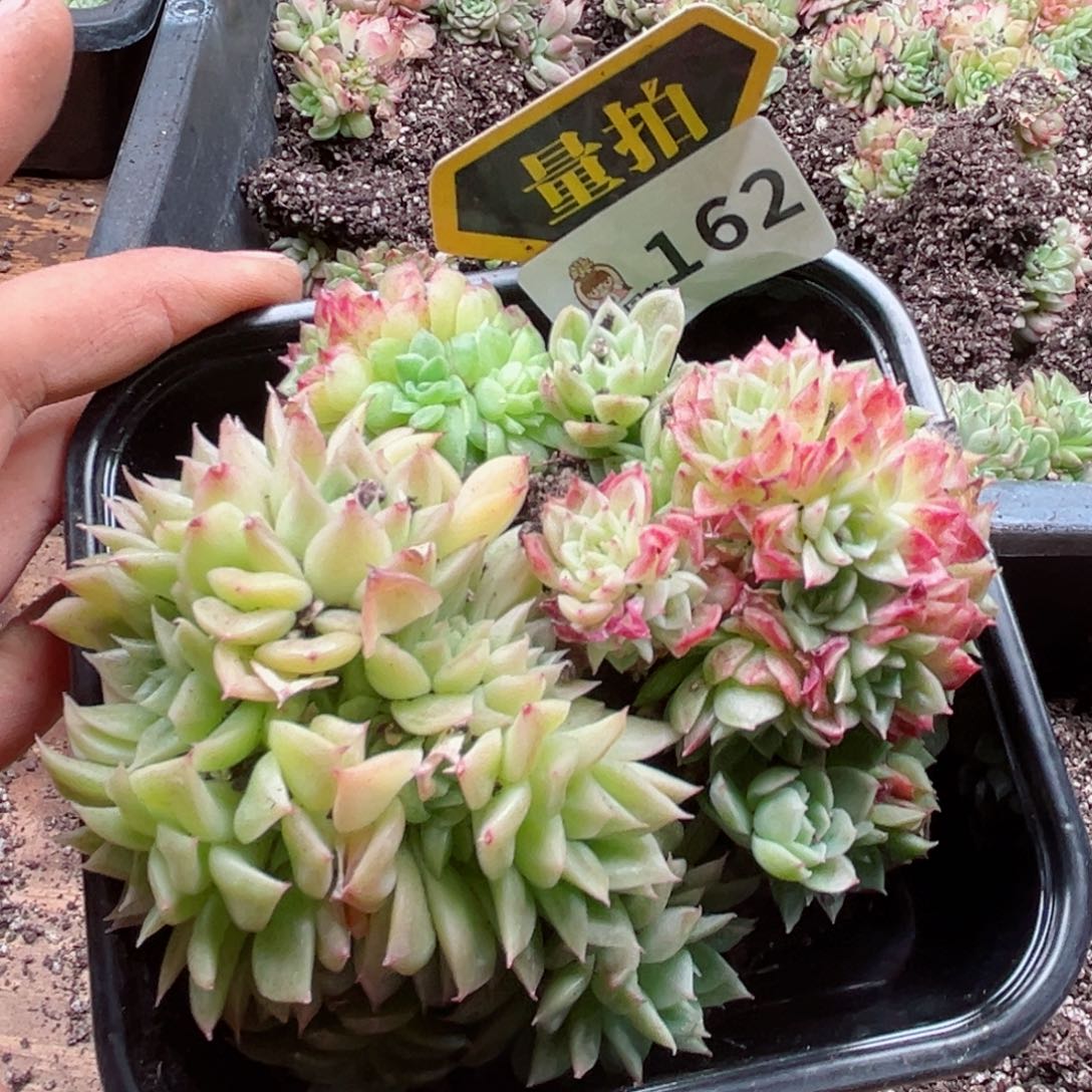 多肉植物多肉植物