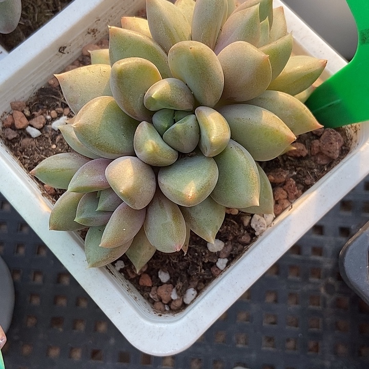 多肉酱红象牙朵朵910