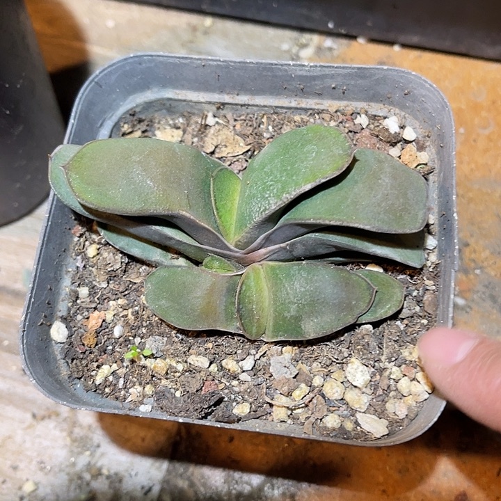 满38包邮2天凑单，脱土晾根发货多肉植物