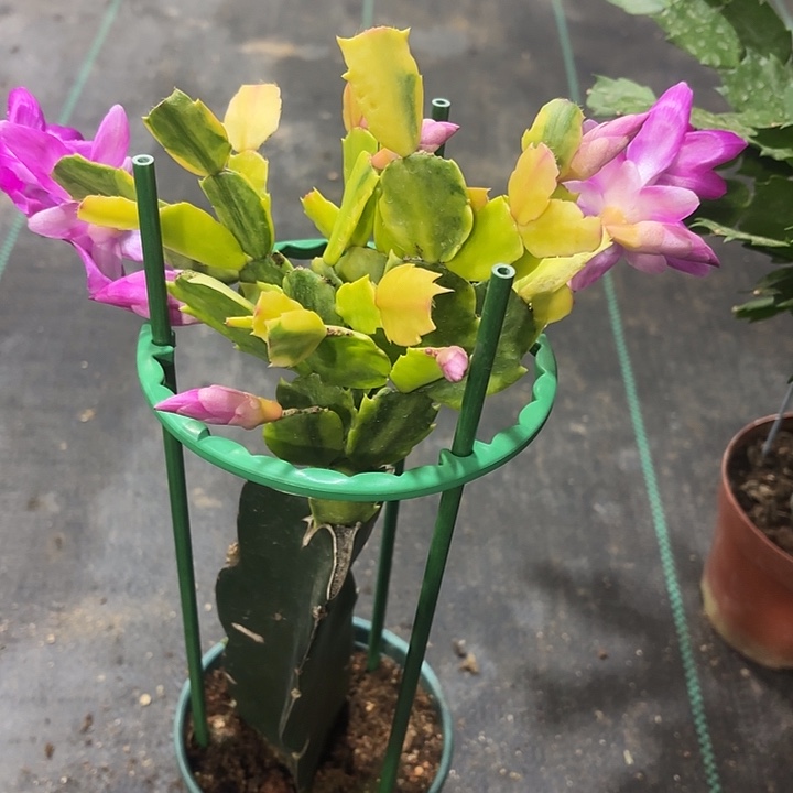 大部分花苞少量开放海浪锦