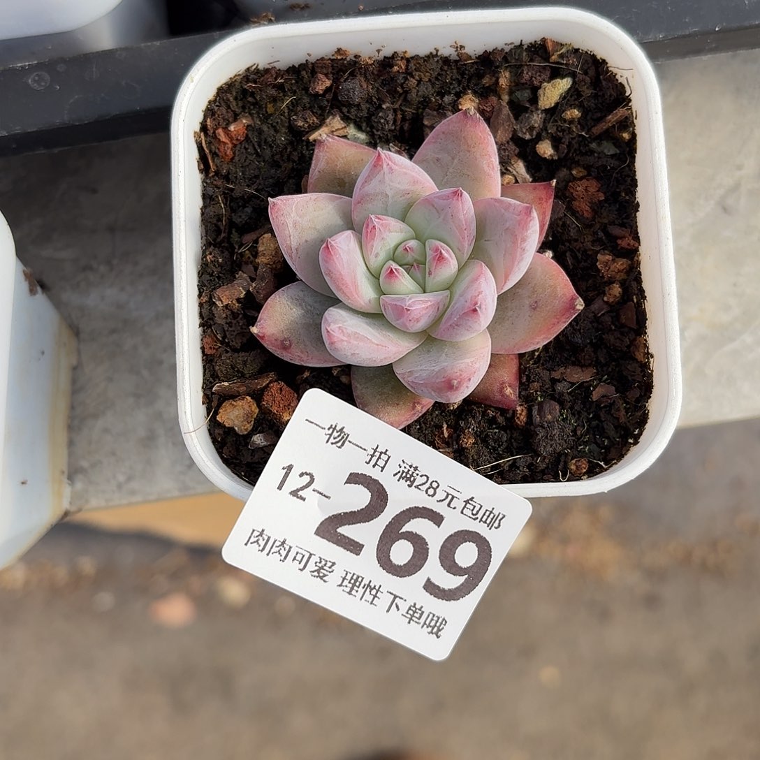 祖母绿无盆土发货