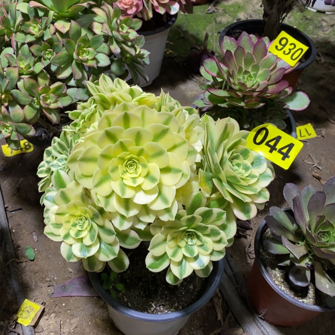 迈巴赫多肉法师044