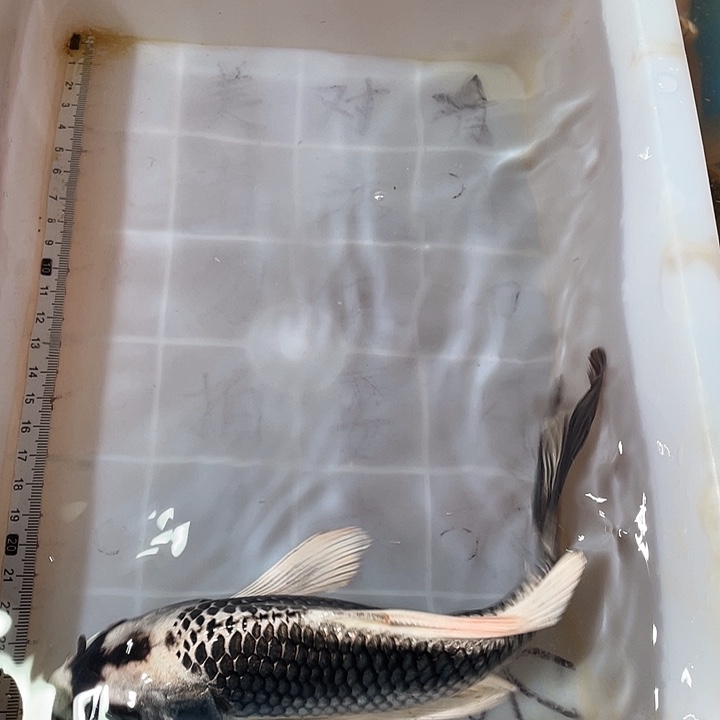 蝴蝶鲤鱼渔场直发69