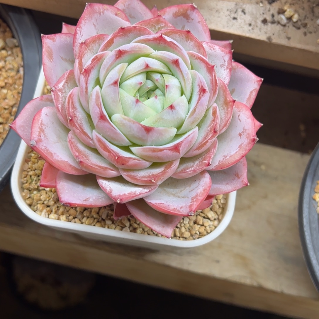 粉芭比 单头 夏鸣园艺