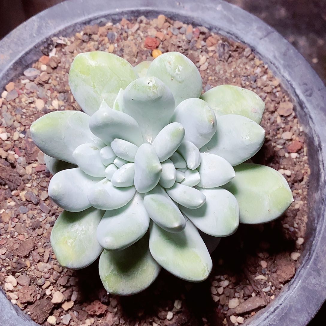 【闪购商品】云**舒哈哈哈哈拇指多肉1552