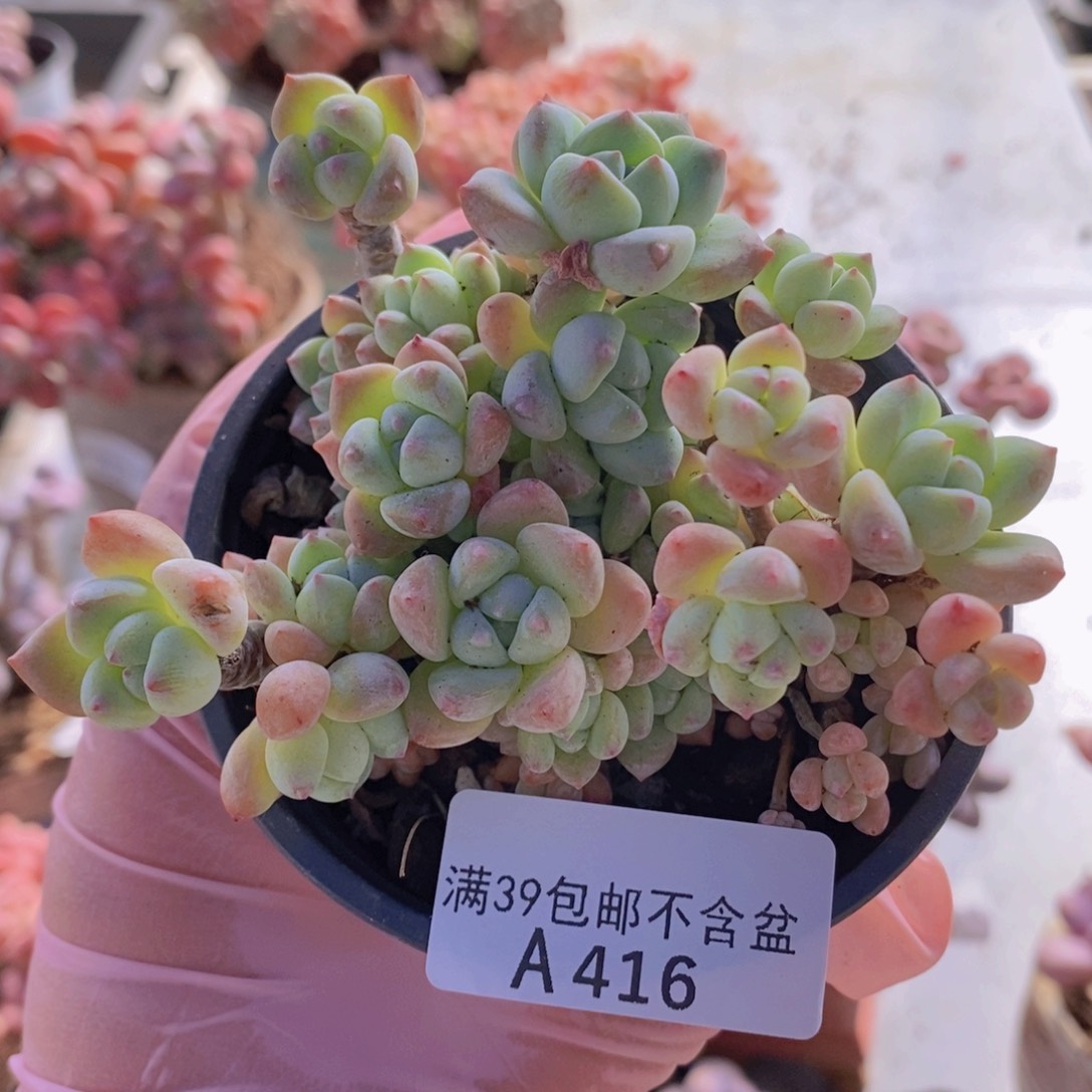 小粉梅不包整7cm416多肉植物