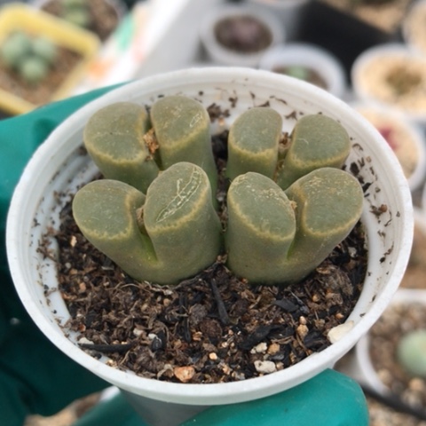 多肉肉锥 荧光圈风铃