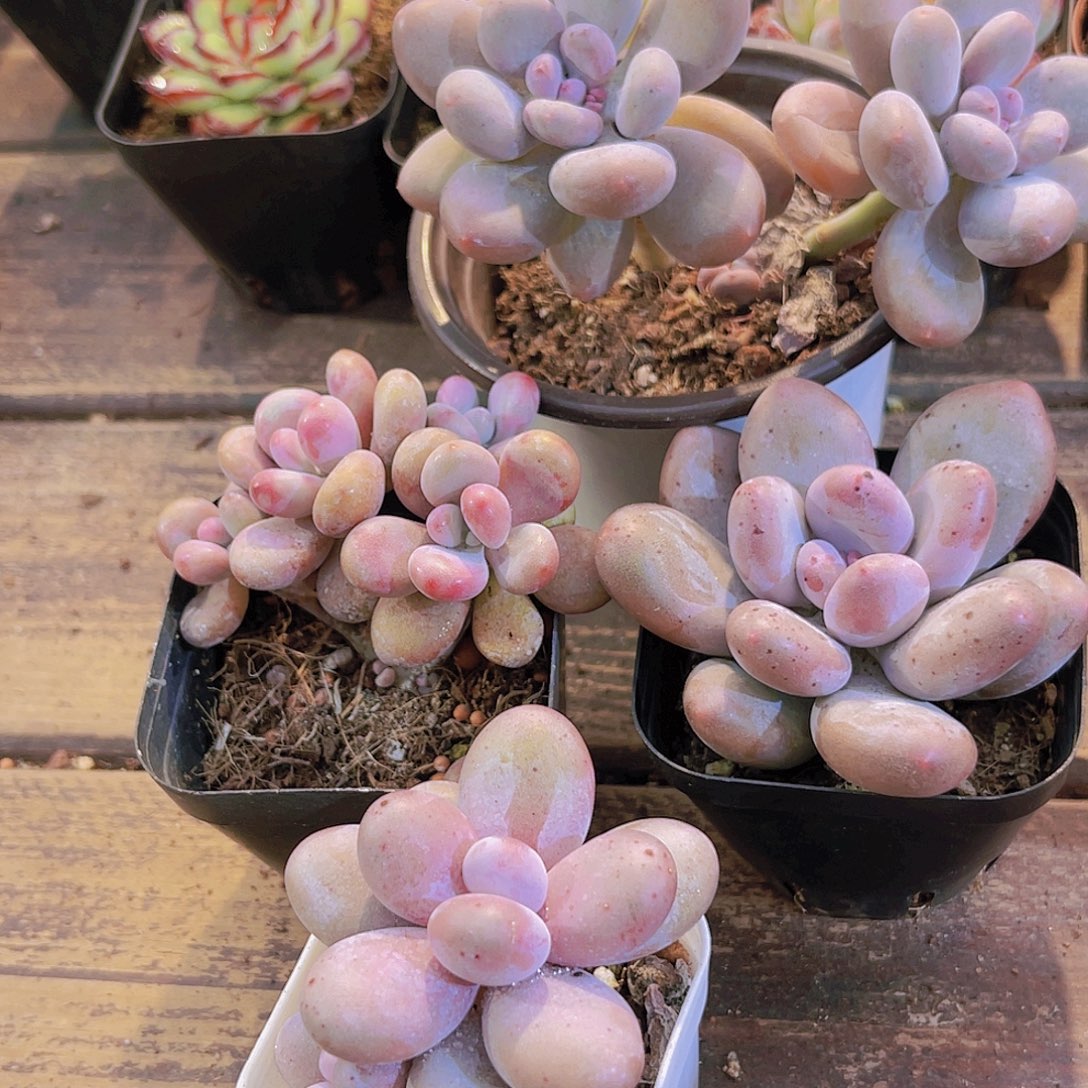 如图图4盆11111111111111111