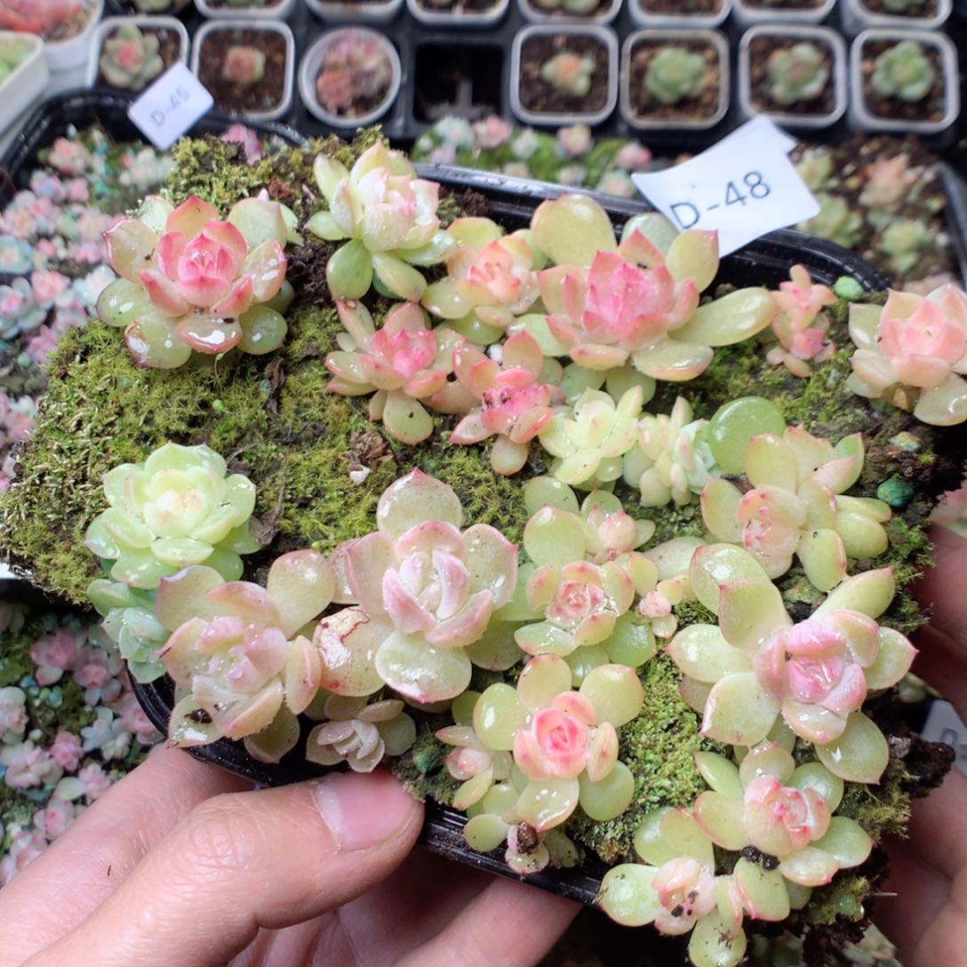 无花朵D48yyyyyyyyyy