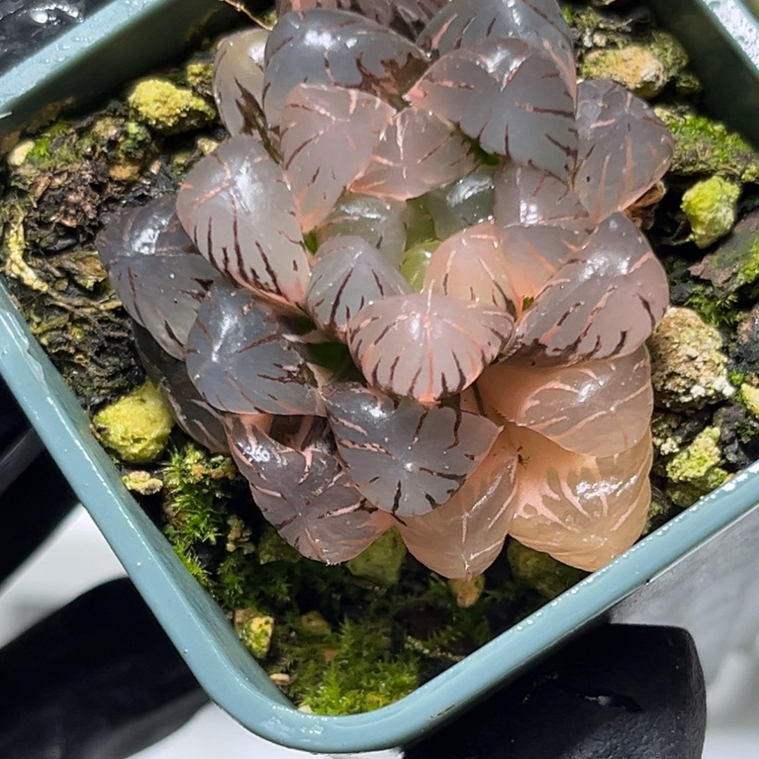 恭喜发财大吉大利0206