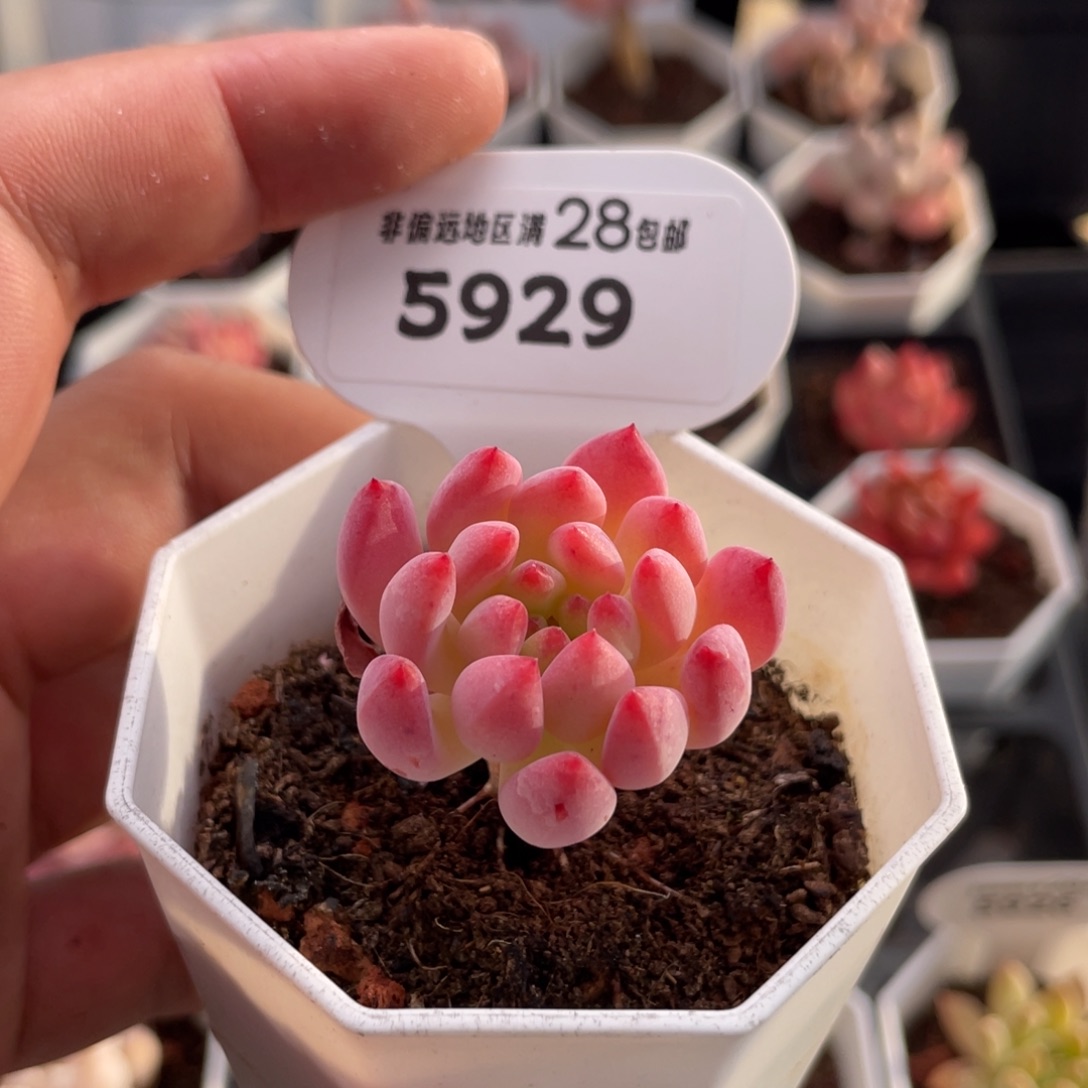 蓝苹果5929-3.5厘米