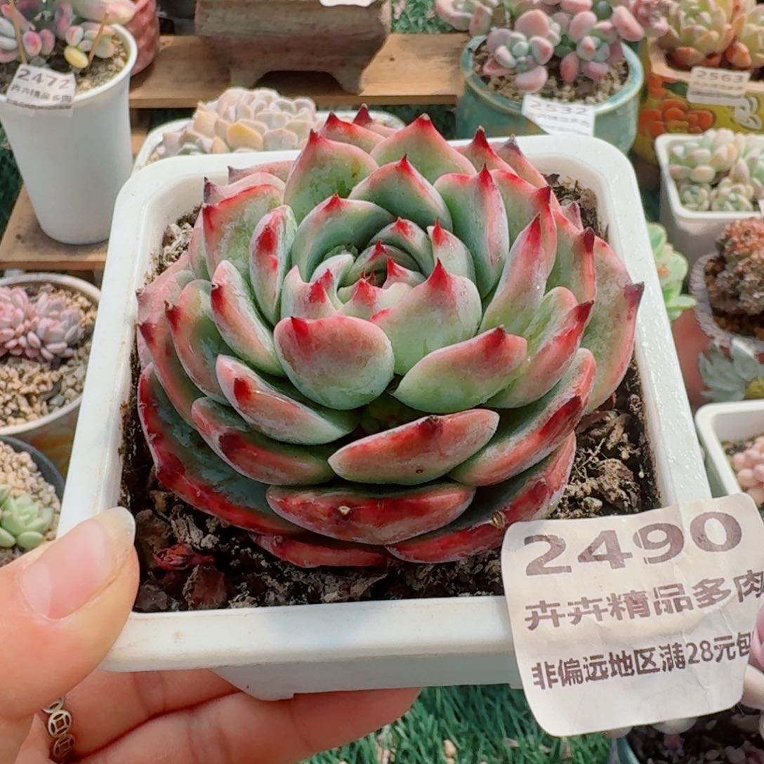 2490一物一拍（满28包邮