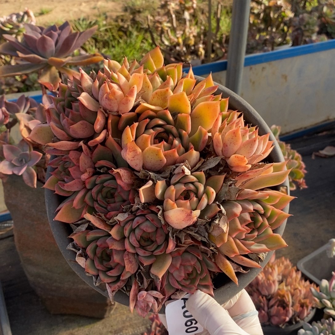 060宝莲灯一物一拍