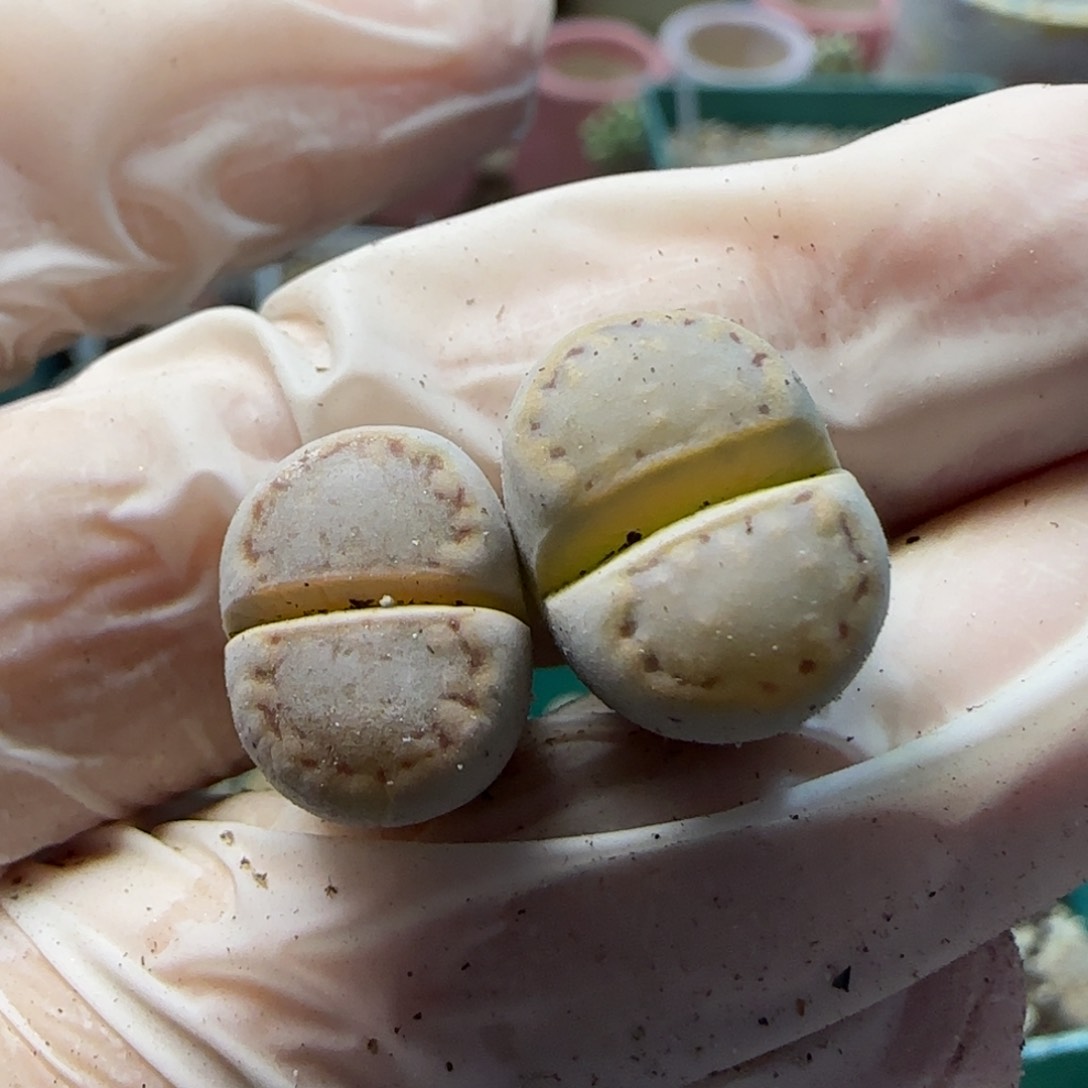 1。12。7028。小鼻噶。饼干。