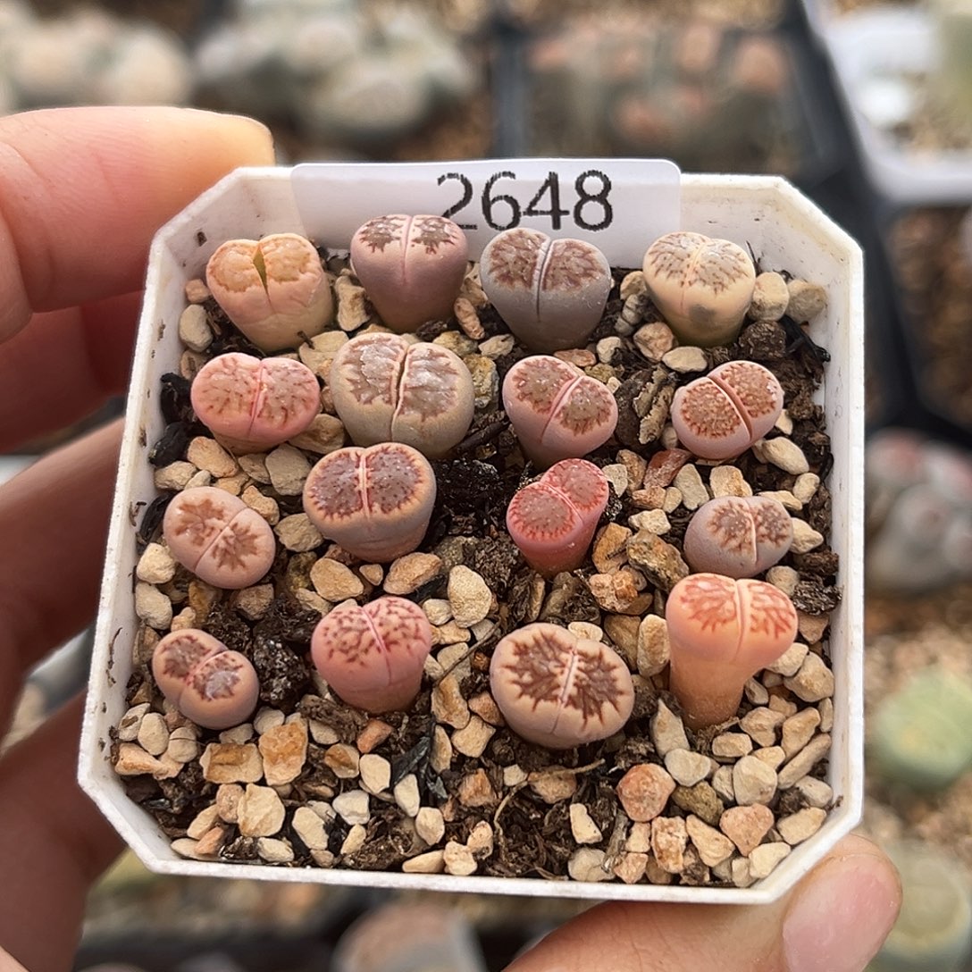 一物一拍红窗菊锦2648