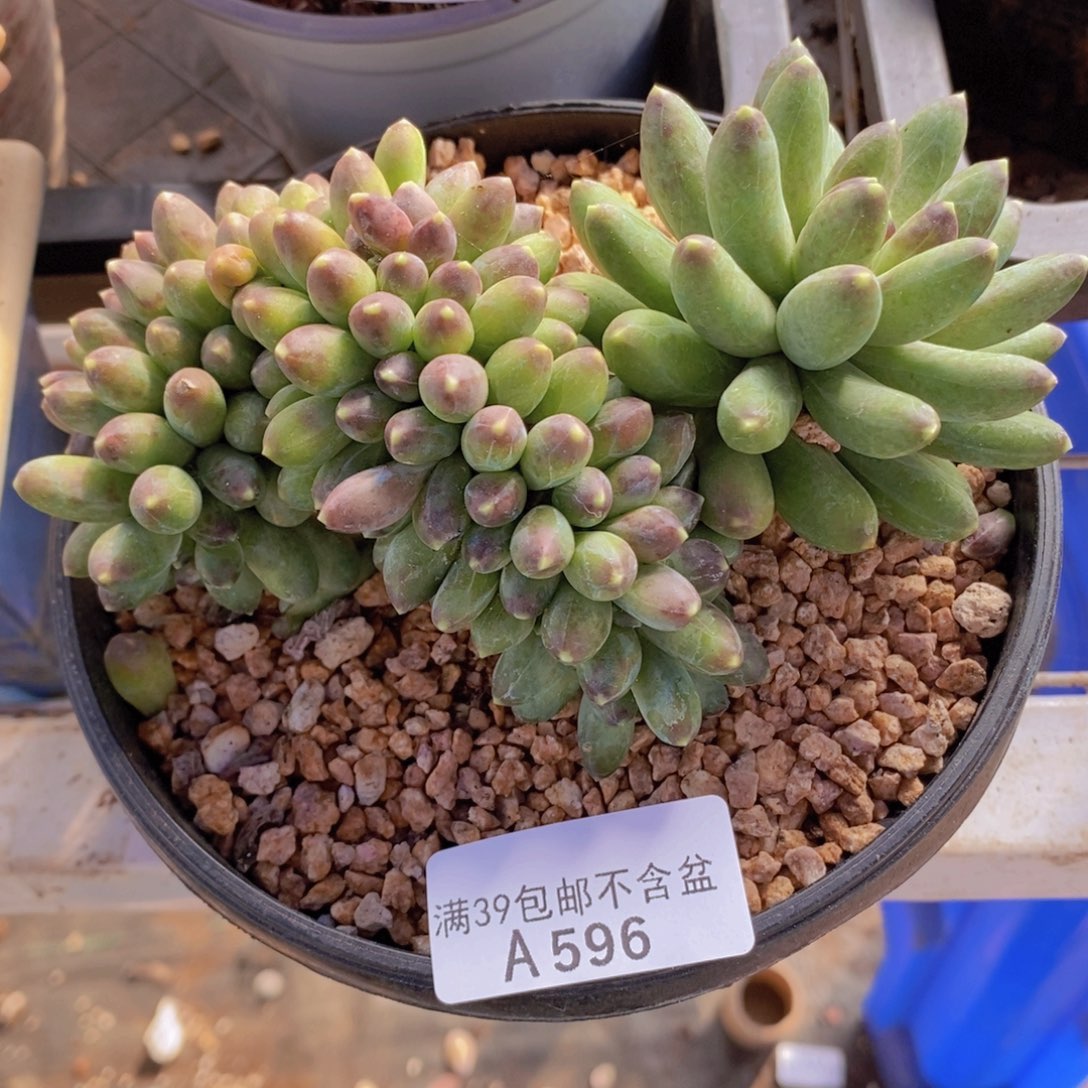 香蕉树缀13cm596多肉植物