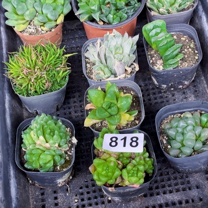 雨露818雨露一物一图如图