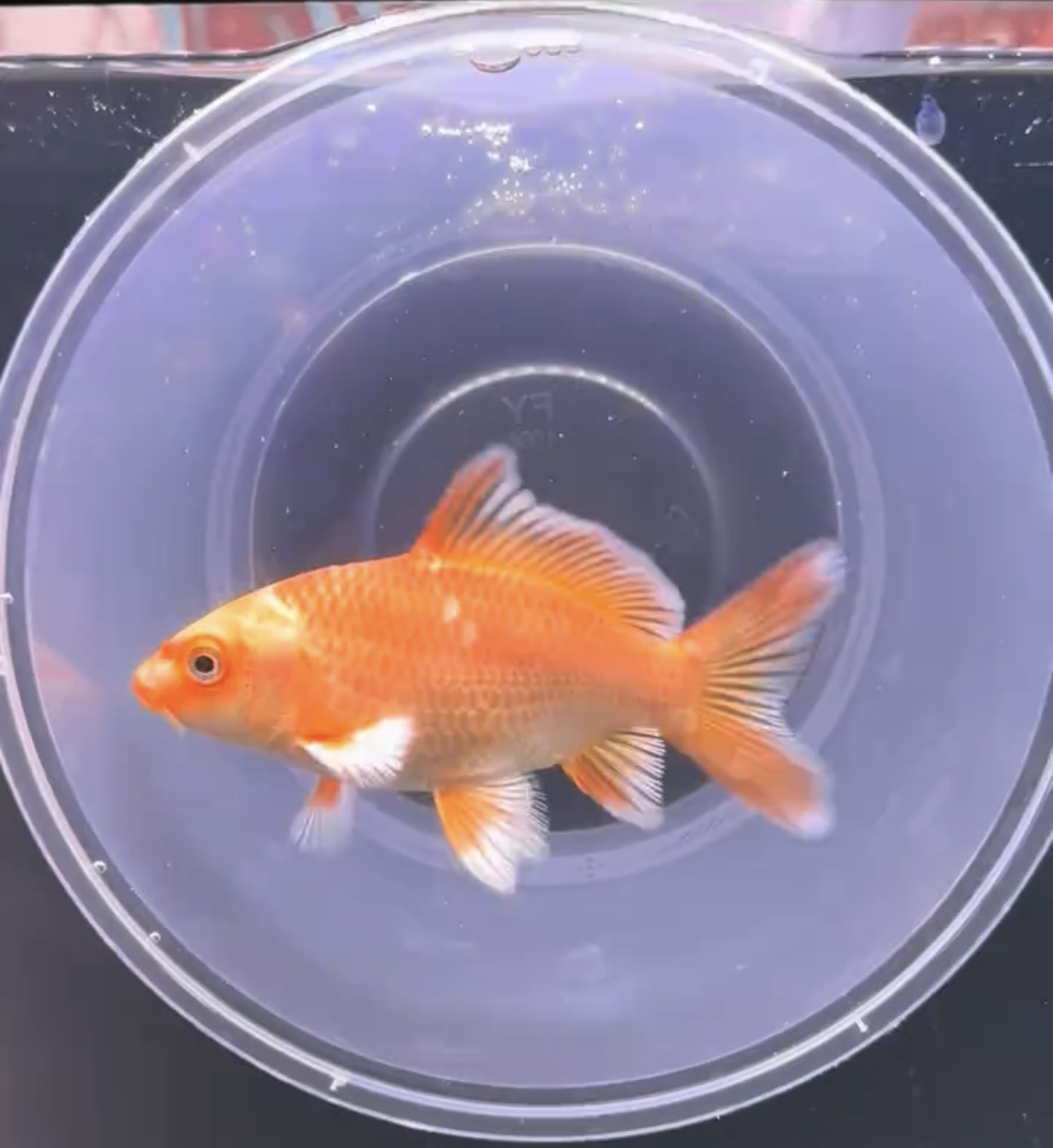 8-15公分蝴蝶鲤红色鱼