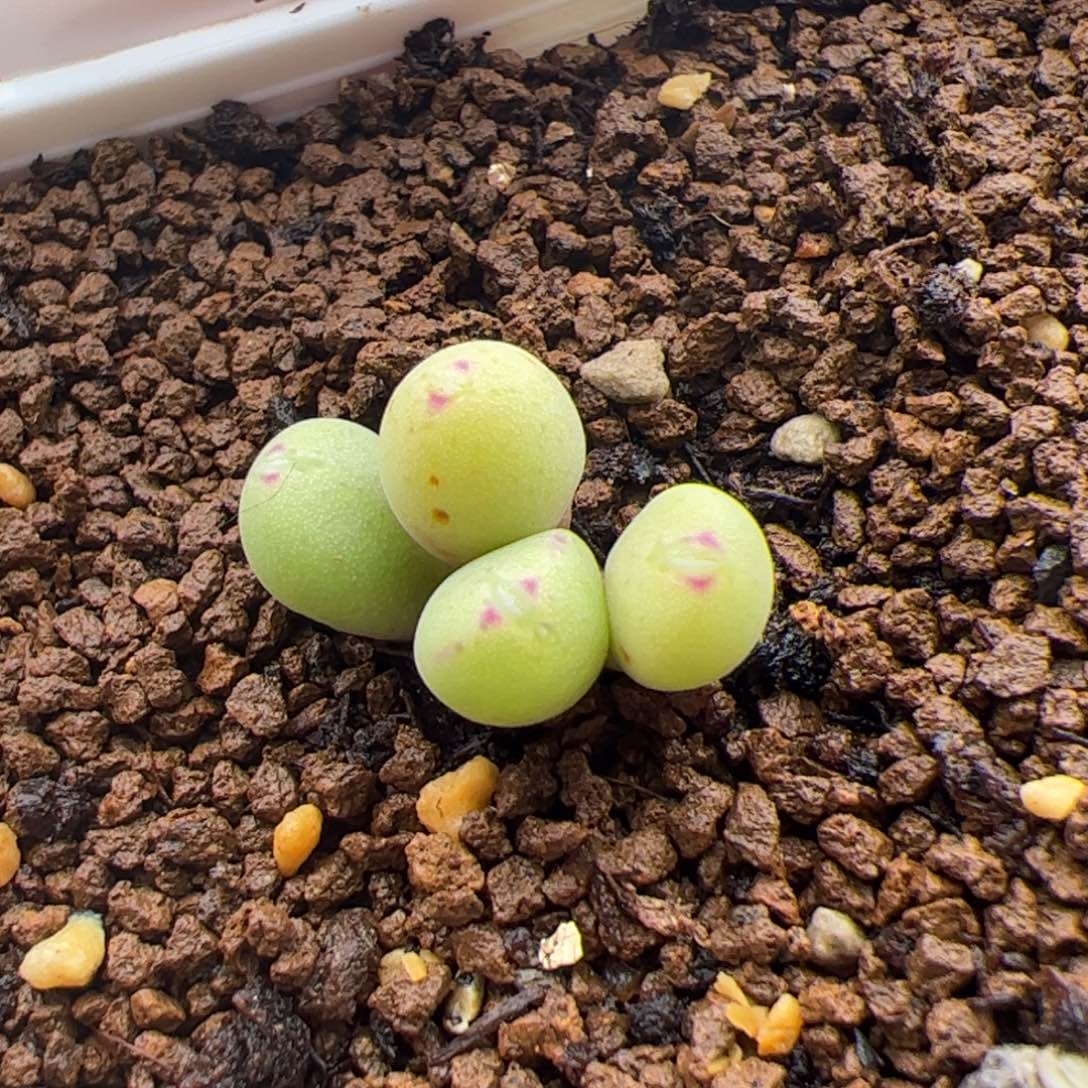 160号艺妓嘴2.15多肉