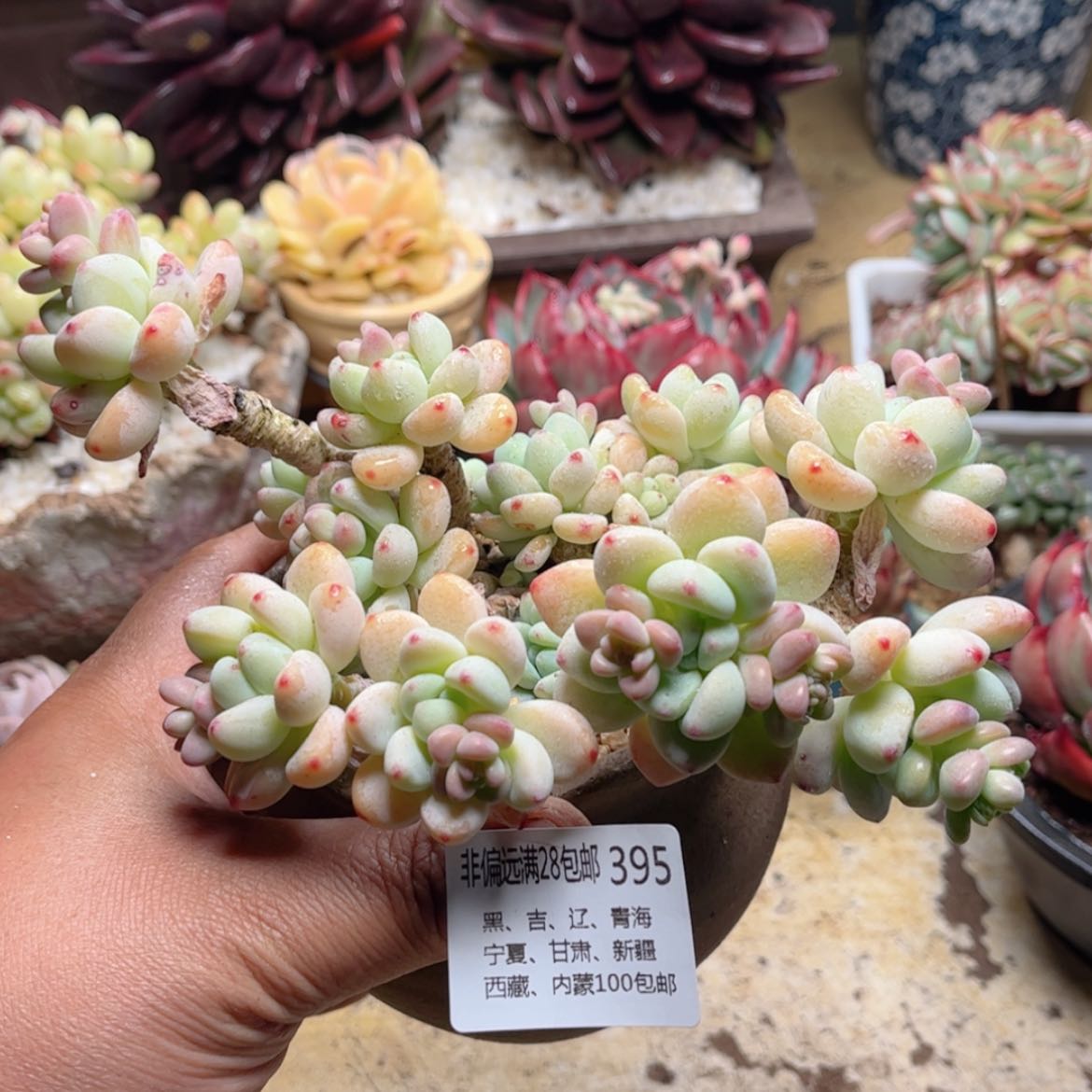 【闪购商品】395劳尔多肉