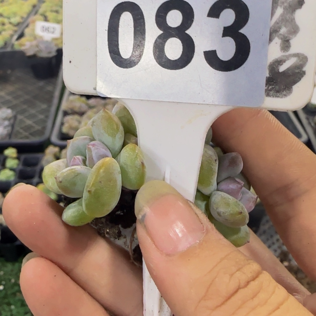 B***e083 号一物一拍特价福利