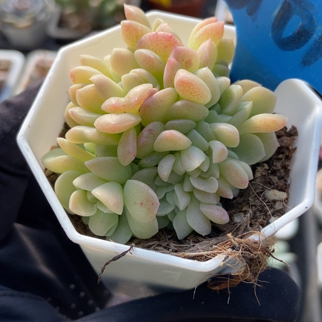 6161奶油美人缀多肉植物