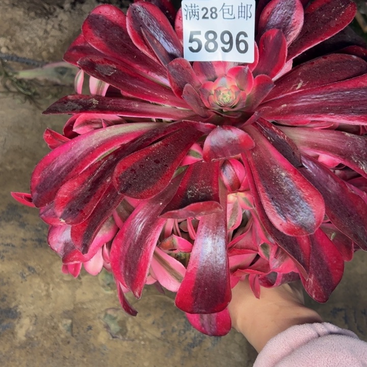 5896南美杜莎多肉植物