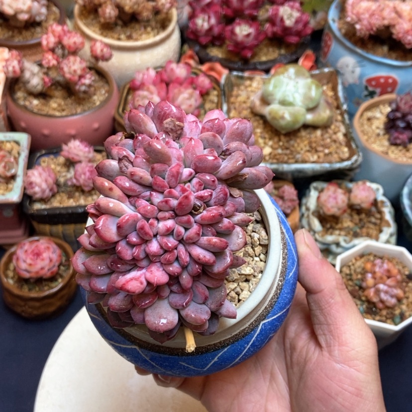 【闪购商品】玛瑙朵朵