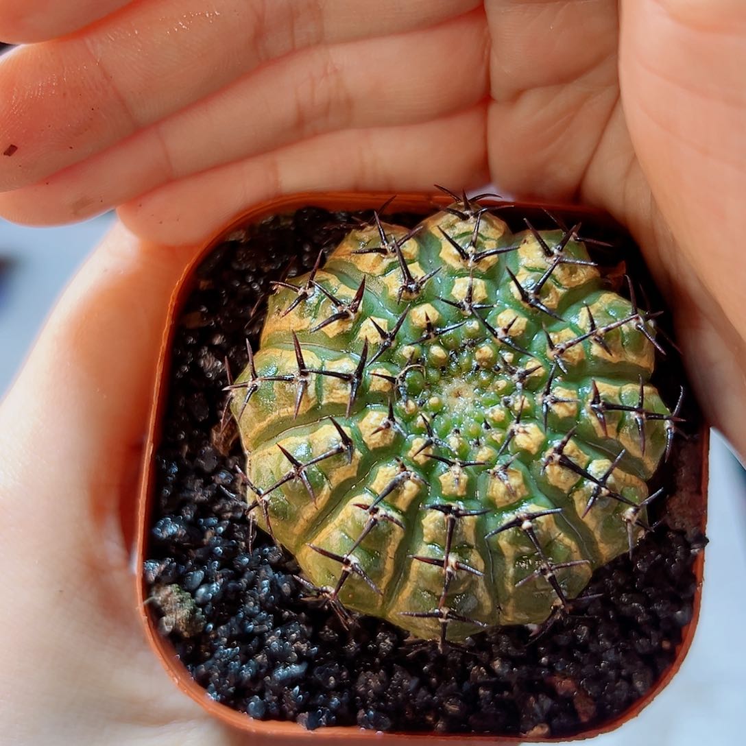 21号实生黑刺凤头带锈5公分