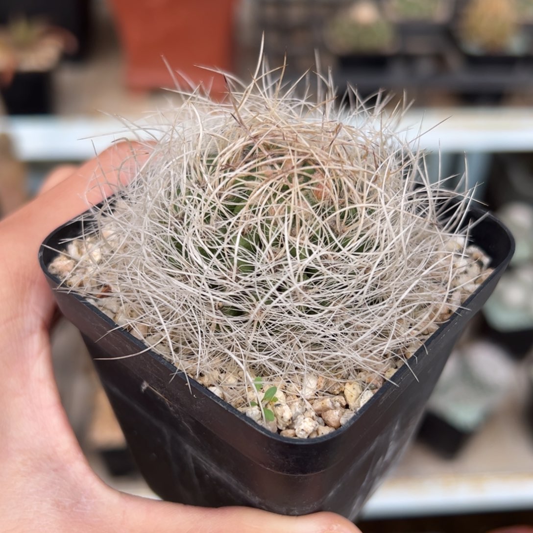 实生银翁玉 脱土发货 