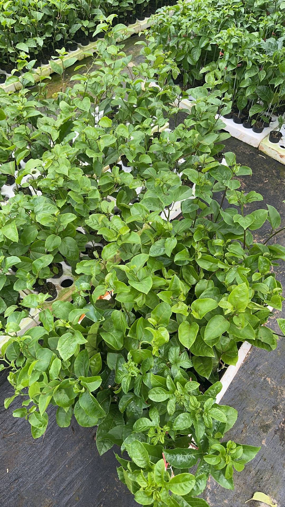绿植盆栽地栽一物一拍