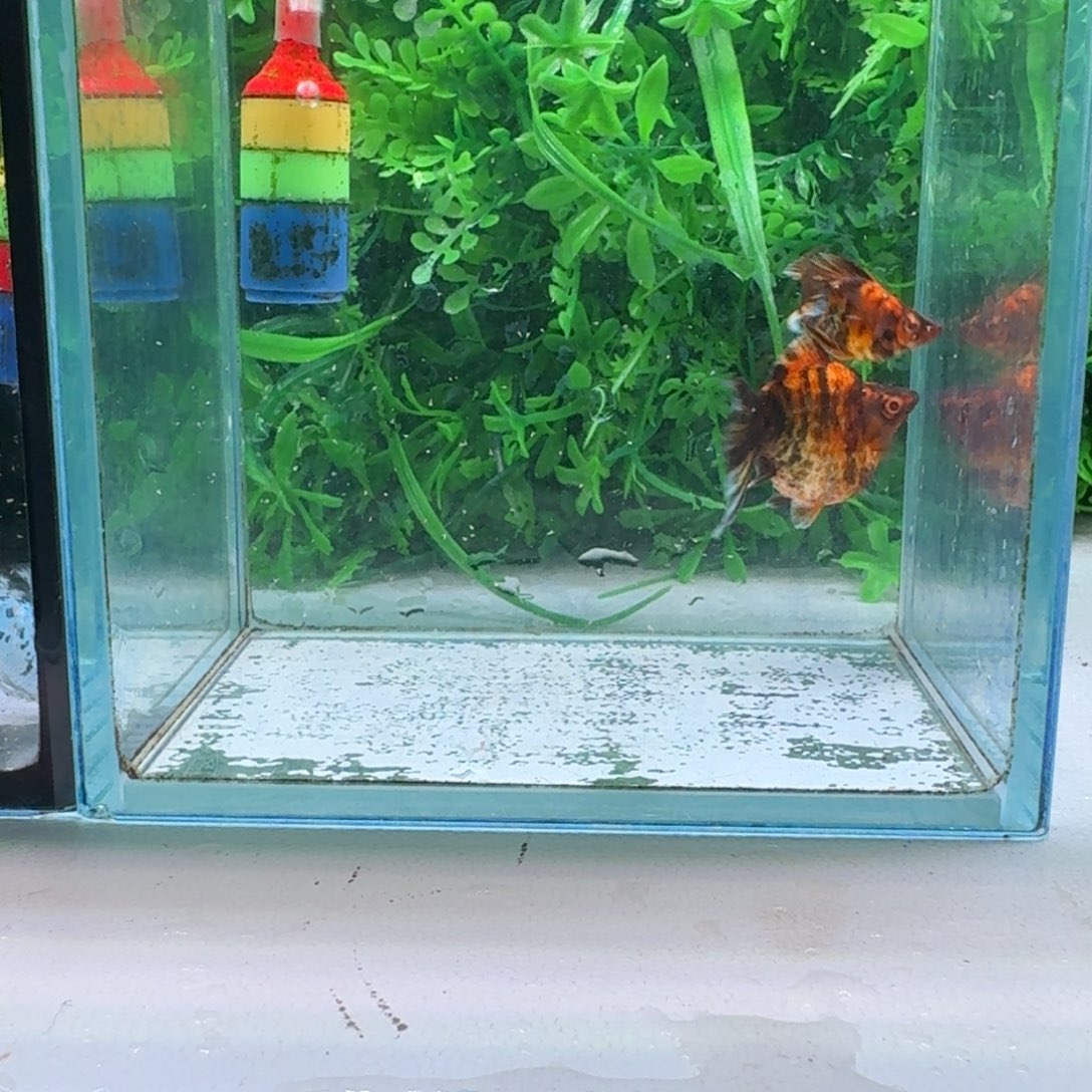 黑玛丽鱼937号红虎玛丽1对