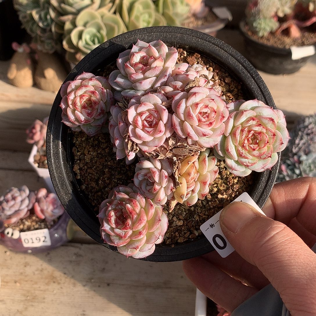 226天鹅绒多肉一颗11厘米