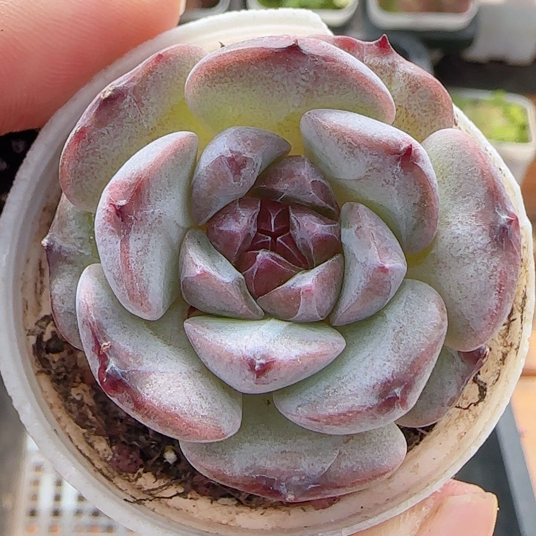 多肉0707-104紫心冰魄