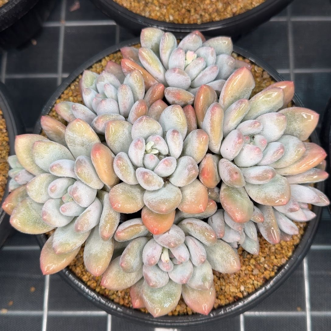 从前慢花园精选香水