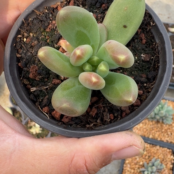 蓝眼睛 叶插 一物一拍