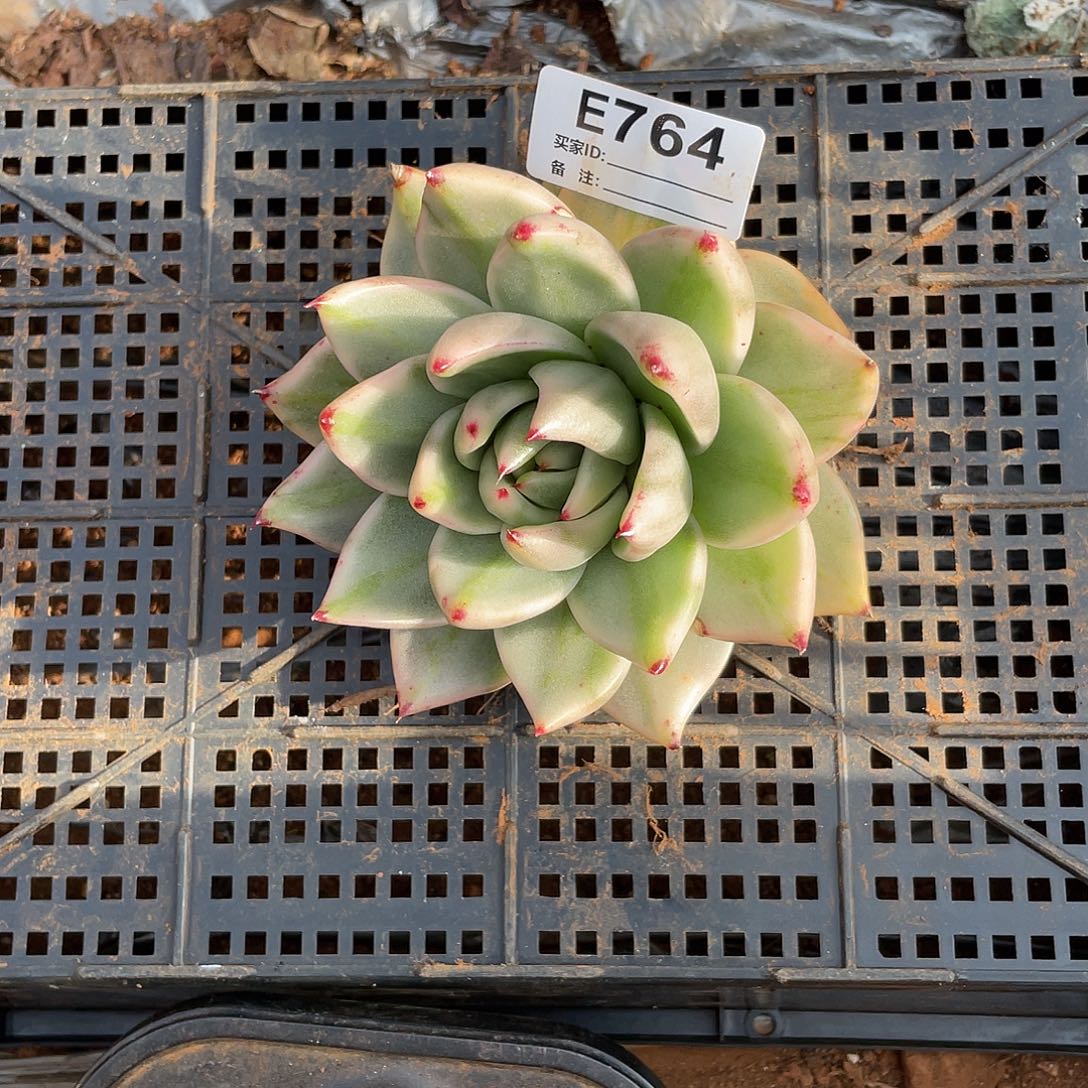 若如东云组拍E764