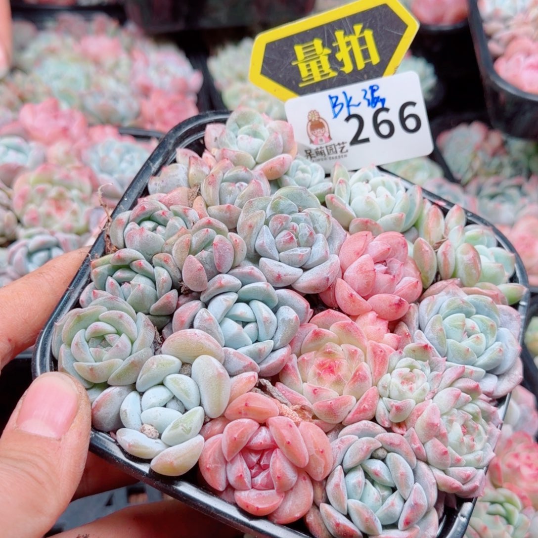 多肉植物多肉植物