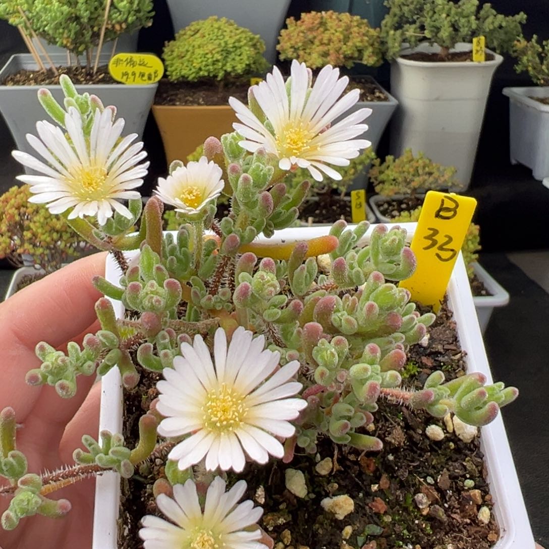 实生琉璃带盆带土发货